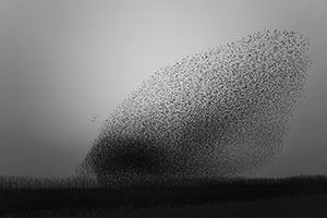 starling murmuration starling murmurations flock of birds in flight flying short film video documentary photography