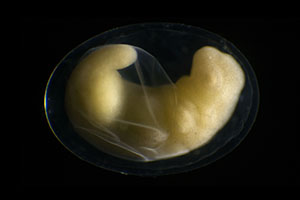 embryonic development of salamander embryology short film documentary beginning of life genesis