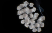 Planktonium – Short film and photo series about the unseen world of living microscopic plankton
Cluster of eggs (unknown species)
Photo Jan van IJken