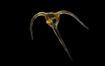 Planktonium – Short film and photo series about the unseen world of living microscopic plankton
Dinoflagellate
Photo Jan van IJken