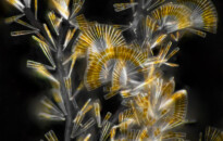 Planktonium – Short film and photo series about the unseen world of living microscopic plankton
Licmophora flabellata (colonial diatoms)
Photo Jan van IJken