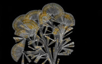 Planktonium – Short film and photo series about the unseen world of living microscopic plankton
Licmophora flabellata (colonial diatoms)
Photo Jan van IJken