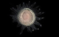 Planktonium – Short film and photo series about the unseen world of living microscopic plankton
Ciona (tunicate egg)
Photo Jan van IJken