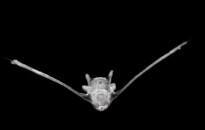 Planktonium – Short film and photo series about the unseen world of living microscopic plankton
Brittle star larva
Photo Jan van IJken