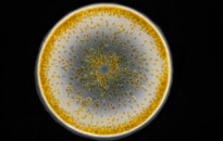 Planktonium – Short film and photo series about the unseen world of living microscopic plankton
Coscinodiscus (diatoms)
Photo Jan van IJken