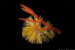 Colonial diatoma, attached on marine red algae