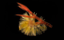 Planktonium – Short film and photo series about the unseen world of living microscopic plankton
Colonial diatoms, attached on marine red algae
Photo Jan van IJken