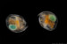 Water flea – Chydorus sphaericus carrying egg