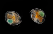Planktonium – Short film and photo series about the unseen world of living microscopic plankton
Chydorus sphaericus (water fleas carrying egg)
Photo Jan van IJken