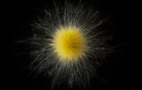 Planktonium – Short film and photo series about the unseen world of living microscopic plankton
Gloeotrichia (cyanobacteria)
Photo Jan van IJken