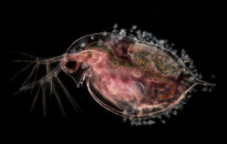 Planktonium – Short film and photo series about the unseen world of living microscopic plankton
Daphnia pulex (water flea carrying embryos and peritrichs)
Photo Jan van IJken