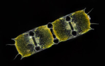 Planktonium – Short film and photo series about the unseen world of living microscopic plankton
Biddulphia (diatom)
Photo Jan van IJken