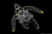 Ophiopluteus larva of a brittle star