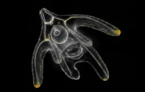 Planktonium – Short film and photo series about the unseen world of living microscopic plankton
Ophiopluteus larva of a brittle star
Photo Jan van IJken