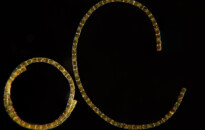 Planktonium – Short film and photo series about the unseen world of living microscopic plankton
Melosira (diatoms)
Photo Jan van IJken