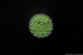 Green algae – Pediastrum duplex