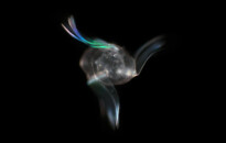 Planktonium – Short film and photo series about the unseen world of living microscopic plankton
Mnemiopsis leidyi (comb jelly)
Photo Jan van IJken