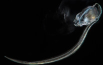 Planktonium – Short film and photo series about the unseen world of living microscopic plankton
Oikopleura (sea-squirt)
Photo Jan van IJken