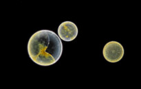 Planktonium – Short film and photo series about the unseen world of living microscopic plankton
Coscinodiscus (diatoms)
Photo Jan van IJken