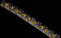 Planktonium – Short film and photo series about the unseen world of living microscopic plankton
Lithodesmium intricatum (diatom)
Photo Jan van IJken