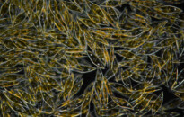 Planktonium – Short film and photo series about the unseen world of living microscopic plankton
Pleurosigma (diatoms from the mud of the Dutch Wadden Sea)
Photo Jan van IJken