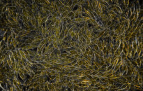 Planktonium – Short film and photo series about the unseen world of living microscopic plankton
Pleurosigma (diatoms from the mud of the Dutch Wadden Sea)
Photo Jan van IJken