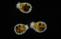 Planktonium – Short film and photo series about the unseen world of living microscopic plankton
Ascomorpha (rotifers)
Photo Jan van IJken