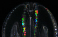 Planktonium – Short film and photo series about the unseen world of living microscopic plankton
Mnemiopsis leidyi (comb jelly)
Photo Jan van IJken