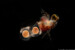 Water flea Polyphemus pediculus carrying eggs
