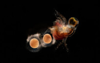 Planktonium – Short film and photo series about the unseen world of living microscopic plankton
Polyphemus pediculus (water flea carrying eggs)
Photo Jan van IJken