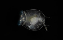 Planktonium – Short film and photo series about the unseen world of living microscopic plankton
Rotifer
Photo Jan van IJken