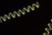 Diatoms Guinardia striata