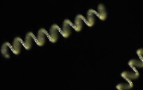 Planktonium – Short film and photo series about the unseen world of living microscopic plankton
Guinardia striata (diatoms)
Photo Jan van IJken