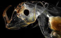 Planktonium – Short film and photo series about the unseen world of living microscopic plankton
Chaoborus (phantom midge larva)
Photo Jan van IJken
