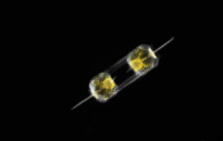 Planktonium – Short film and photo series about the unseen world of living microscopic plankton
Ditylum brightwelli (diatom)
Photo Jan van IJken