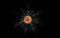 Planktonium – Short film and photo series about the unseen world of living microscopic plankton
Radiolaria (single-celled protozoa)
Photo Jan van IJken