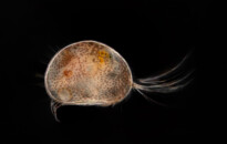 Planktonium – Short film and photo series about the unseen world of living microscopic plankton
Ostracod (seed shrimp)
Photo Jan van IJken
