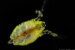 Water flea carrying embryos