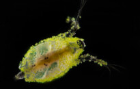 Planktonium – Short film and photo series about the unseen world of living microscopic plankton
Scapholeberis (water flea)
Photo Jan van IJken