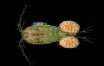Planktonium – Short film and photo series about the unseen world of living microscopic plankton
Cyclops (copepod carrying eggs)
Photo Jan van IJken