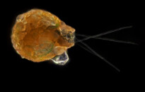 Planktonium – Short film and photo series about the unseen world of living microscopic plankton
Testate amoeba
Photo Jan van IJken