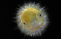 Planktonium – Short film and photo series about the unseen world of living microscopic plankton
Planktonic trochophore stage of a polychaete worm larva
Photo Jan van IJken