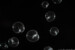 Noctiluca scintillans (sea sparkle)