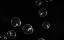 Planktonium – Short film and photo series about the unseen world of living microscopic plankton
Noctiluca scintillans (sea sparkle)
Photo Jan van IJken