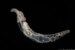 Planktonium – about the unseen world of living microscopic plankton