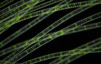 Planktonium – Short film and photo series about the unseen world of living microscopic plankton
Green algae
Photo Jan van IJken