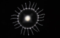 Planktonium – Short film and photo series about the unseen world of living microscopic plankton
Medusa stage of an Obelia
Photo Jan van IJken