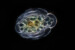 Developing egg of unknown species