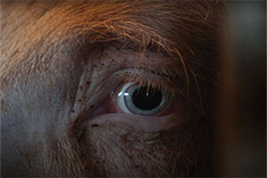 animals rights animals industrial farming pets documentary short film video animal rights pigs cows chickens dogs