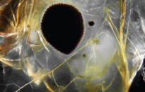 Photo essay on Planktonium in National Geographic Magazine – NL edition